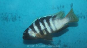 Tropheops microstoma arten